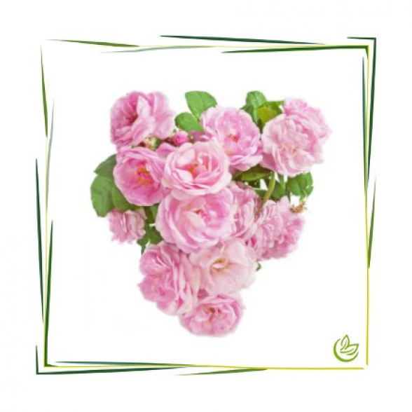 Natürliches Parfümöl Jardin des Roses 100 ml